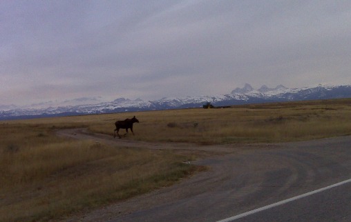 Moose near River Rim Ranch