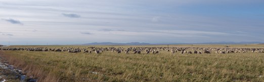 Sheep Heard near Rexburg